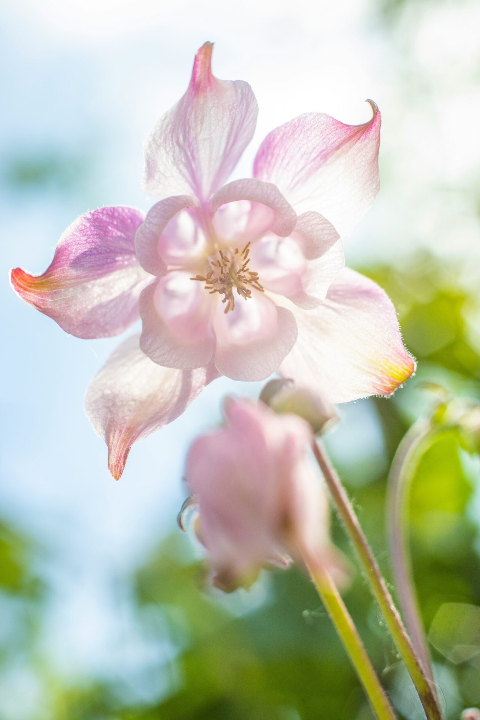 pink and white flower in macro shot